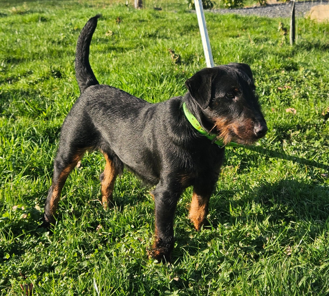 GOLIATH vom rexon forst