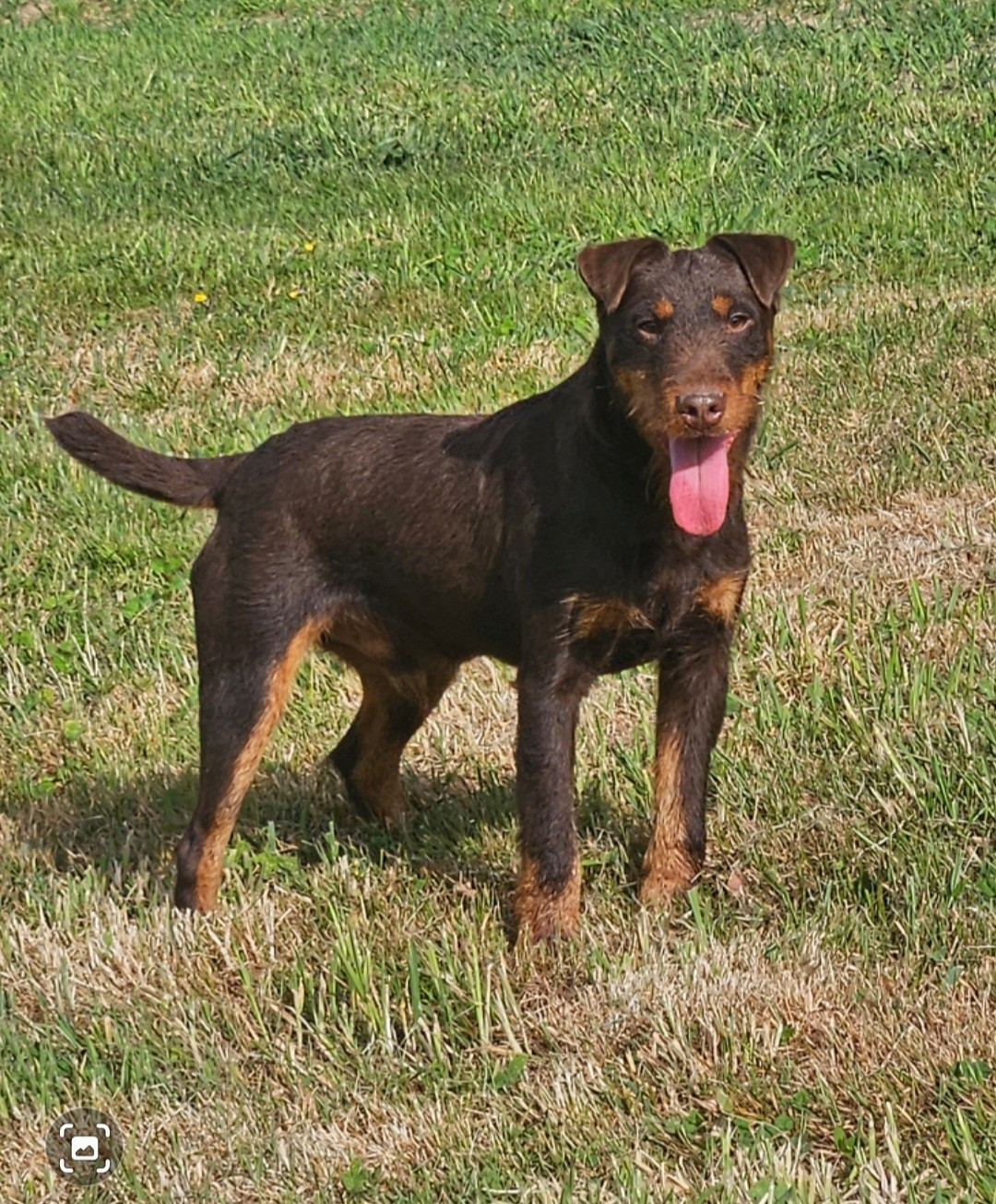 Frenchfox APACHE